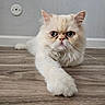animal, cat, close_up, cream_colored, cute, ears, eyes, feline, floor, fluffy, fur, home, indoor, long_paw, nose, pet, relaxed, stretching, whiskers, wooden_floor