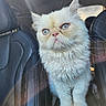 animal, car, car_seat, cat, close_up, cream_colored, cute, domestic_animal, feline, fluffy, fur, green_eyes, indoor, leather_seat, lens_flare, pet, portrait, sitting, soft_light, whiskers