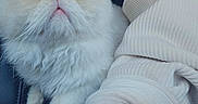 Gizmo joined the competition — help win amazing prizes! animal, arm, blue_eyes, car_interior, cat, close_up, cozy, cute, domestic_cat, fluffy, indoor, looking_up, person, pet, ribbed, seat, sweater, tree, white_fur, window