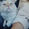 animal, arm, blue_eyes, car_interior, cat, close_up, cozy, cute, domestic_cat, fluffy, indoor, looking_up, person, pet, ribbed, seat, sweater, tree, white_fur, window