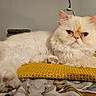 cat, persian_cat, fluffy, cream_colored, longhaired, pet, animal, indoors, bed, cushion, yellow, knitted, lounging, lying_down, tail, whiskers, ears, blue_eyes, portrait, cozy