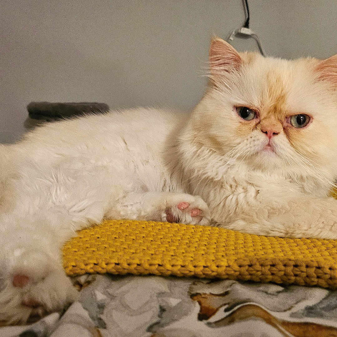 Gizmo joined the competition — help win amazing prizes! cat, persian_cat, fluffy, cream_colored, longhaired, pet, animal, indoors, bed, cushion, yellow, knitted, lounging, lying_down, tail, whiskers, ears, blue_eyes, portrait, cozy