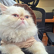 Gizmo is registered to the contest to win money with this photo: cat, fluffy, white_cat, hat, clothing, pet, indoor, office, chair, furniture, closeup, portrait, cute, whiskers, animal, domestic_cat, relaxed, looking_away, soft_fur, cozy