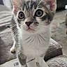Alaska joined the competition — help win amazing prizes! kitten, cat, gray_and_white, short_hair, pet, animal, portrait, close_up, wide_eyes, ears, whiskers, nose, sitting, paws, book, sofa, indoors, cozy, curious, cute