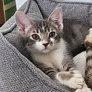 Alaska is registered to the contest to win money with this photo: kitten, cat, gray_cat, white_paws, tabby, pet, animal, feline, close_up, portrait, sitting, lying_down, blanket, couch, indoors, cozy, whiskers, ears, green_eyes, fluffy