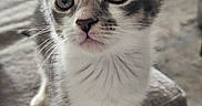 Alaska joined the competition — help win amazing prizes! kitten, cat, animal, pet, portrait, close_up, sitting, indoors, sofa, paper, whiskers, ears, eyes, tabby, gray_fur, white_fur, paws, cute, alert, home