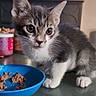 Alaska is registered to the contest to win money with this photo: kitten, cat, gray_and_white, pet, animal, feline, sitting, portrait, blue_bowl, cat_food, wet_food, kitchen, countertop, pink_mug, indoor, cute, wide_eyed, whiskers, paws, domestic