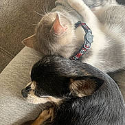 Cacahuète a rejoint le concours — aidez-le/la à gagner de superbes lots ! dog, cat, sleeping, resting, collar, closeup, indoor, pet, furry, cute, snuggling, gray, black, white, animal, cozy, companion, relaxed, soft, texture