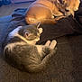 animal, blanket, cat, comfort, companion, couch, cozy, cute, dog, domestic, fur, furry, household, indoor, living_room, pet, relaxation, resting, sleeping, soft_lighting
