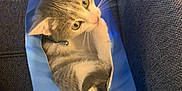 Cacahuète a rejoint le concours — aidez-le/la à gagner de superbes lots ! kitten, cat, tissue_box, blue, feline, pet, indoor, couch, fur, whiskers, paw, curious, playful, animal, cozy, box, sitting, looking_up, domestic, cute