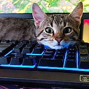 Yumi participe au concours pour gagner de l'argent avec cette photo : cat, tabby, keyboard, computer, backlit_keyboard, indoor, pet, closeup, face, ears, whiskers, technology, screen, gaming, curious, resting, young_cat, focus, home, cute