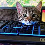 cat, tabby, keyboard, computer, backlit_keyboard, indoor, pet, closeup, face, ears, whiskers, technology, screen, gaming, curious, resting, young_cat, focus, home, cute