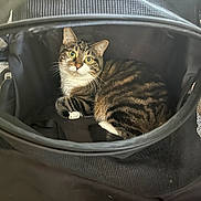 Dottie is registered to the contest to win money with this photo: cat, tabby, pet, animal, feline, curled_up, green_eyes, indoor, mesh, enclosure, black, white_paws, striped_fur, cute, looking_at_camera, cozy, resting, soft_lighting, close_up, curious