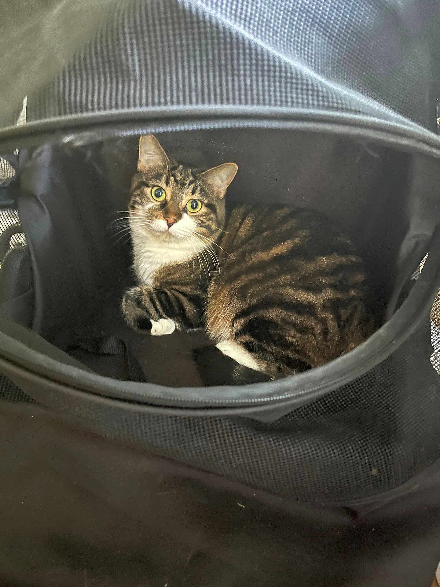 Dottie is registered to the contest to win money with this photo: cat, tabby, pet, animal, feline, curled_up, green_eyes, indoor, mesh, enclosure, black, white_paws, striped_fur, cute, looking_at_camera, cozy, resting, soft_lighting, close_up, curious