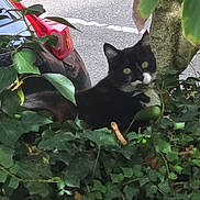 Felix participe au concours pour gagner de l'argent avec cette photo : cat, black_and_white_cat, ivy, greenery, tree, leaves, outdoor, nature, animal, parked_car, car_taillight, road, curious, pet, wildlife, urban, shadow, daylight, background, feline