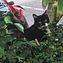 cat, black_and_white_cat, ivy, greenery, tree, leaves, outdoor, nature, animal, parked_car, car_taillight, road, curious, pet, wildlife, urban, shadow, daylight, background, feline