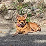 dog, small_dog, brown_dog, outdoor, sunlight, rocky_ground, grass, stone_wall, pet, animal, canine, collar, relaxed, lying_down, daytime, nature, closeup, ears_up, mammal, companion