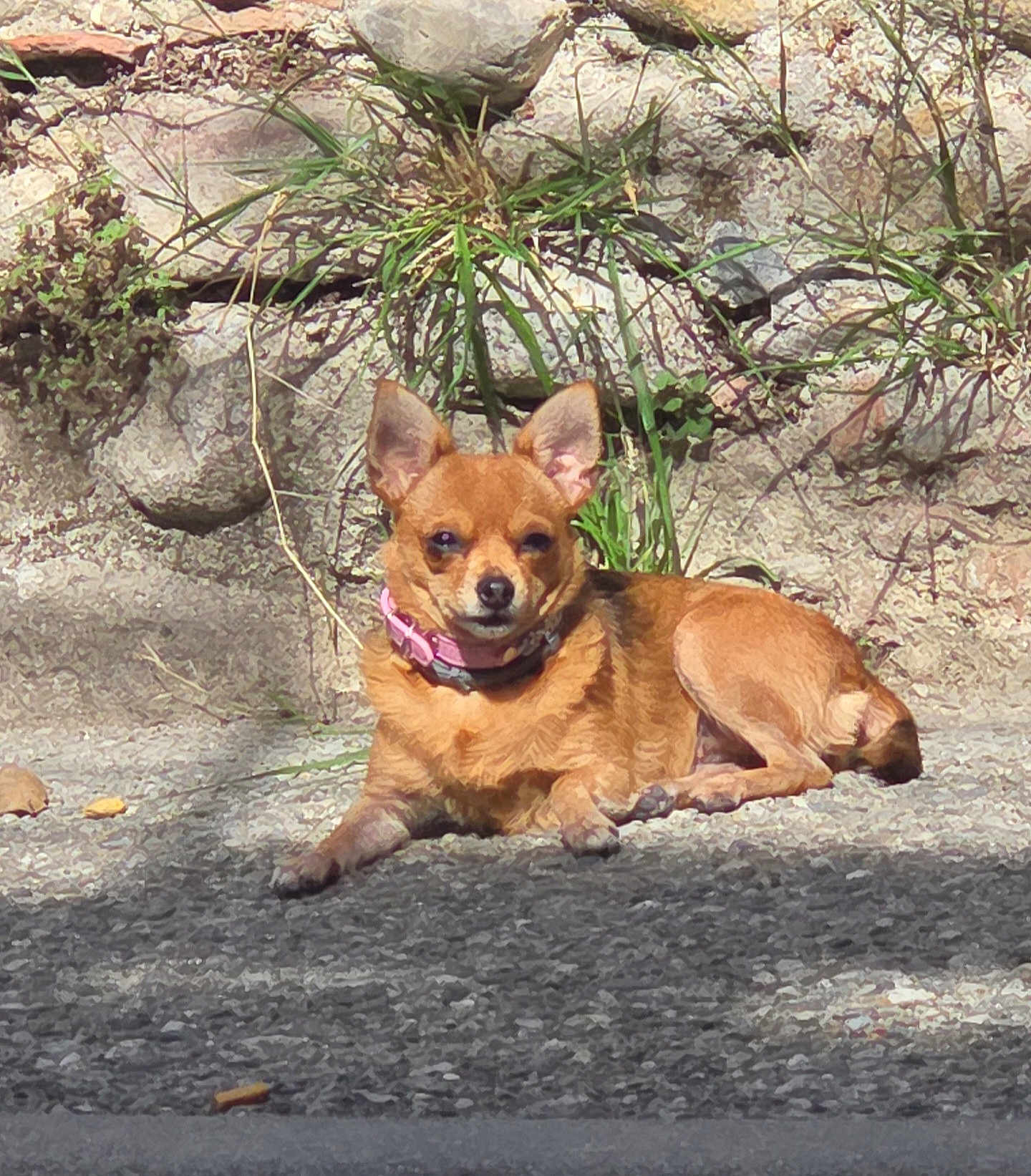 Bella