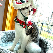 Tiffany is registered to the contest to win money with this photo: cat, holiday_hat, holiday_collar, pet_bed, indoor, window, hand, feline, white_and_gray_cat, christmas_theme, decorative_bells, cozy, soft_texture, domestic_cat, cute, festive, animal, portrait, sitting, curious