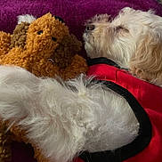 Estalla joined the competition — help win amazing prizes! dog, stuffed_toy, sleeping, white_fur, red_clothing, plush, cuddling, closeup, indoor, pet, cozy, resting, soft_texture, purple_background, animal, fur, cute, toy, nap, companion