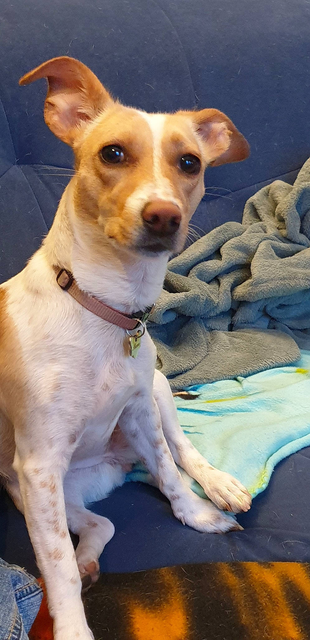 Shana a rejoint le concours — aidez-le/la à gagner de superbes lots ! ancient_dog_breeds, art, canidae, carnivore, collar, companion_dog, dishware, dog, dog_breed, dog_collar, fawn, fur, irishjacks, serveware, snout, terrier, whiskers, working_animal