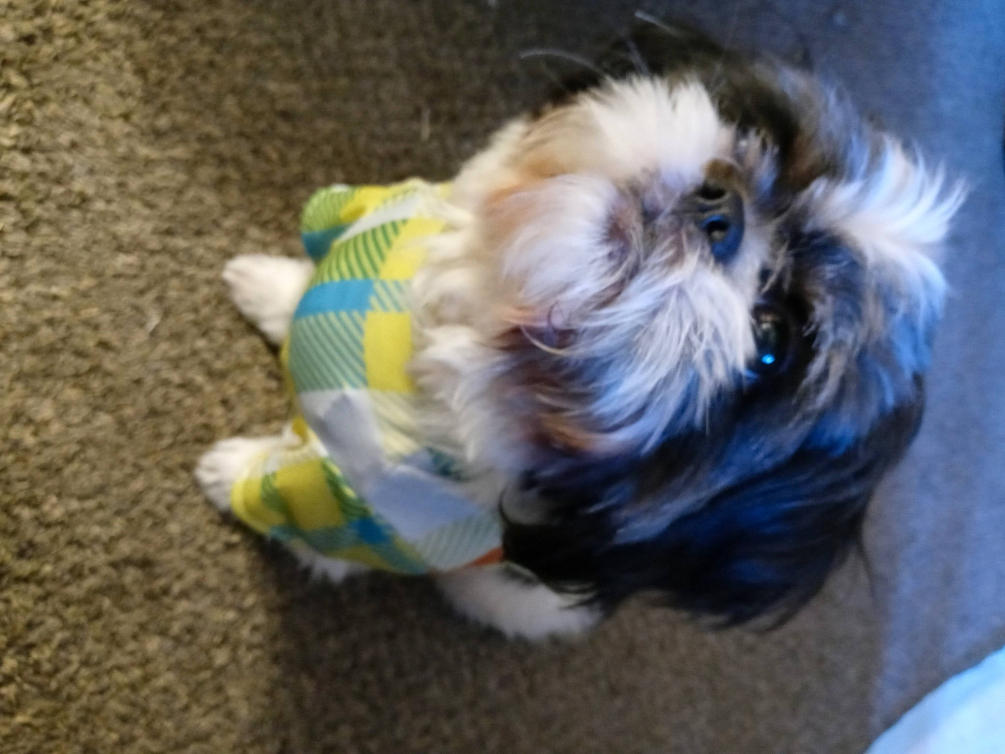 Mr. Pickles is registered to the contest to win money with this photo: canidae, carnivore, companion_dog, dog, dog_breed, dog_clothes, dog_supply, fawn, fur, liver, pet_supply, shih_poo, shih_tzu, small_terrier, snout, sporting_group, tail, terrier, toy_dog, working_animal