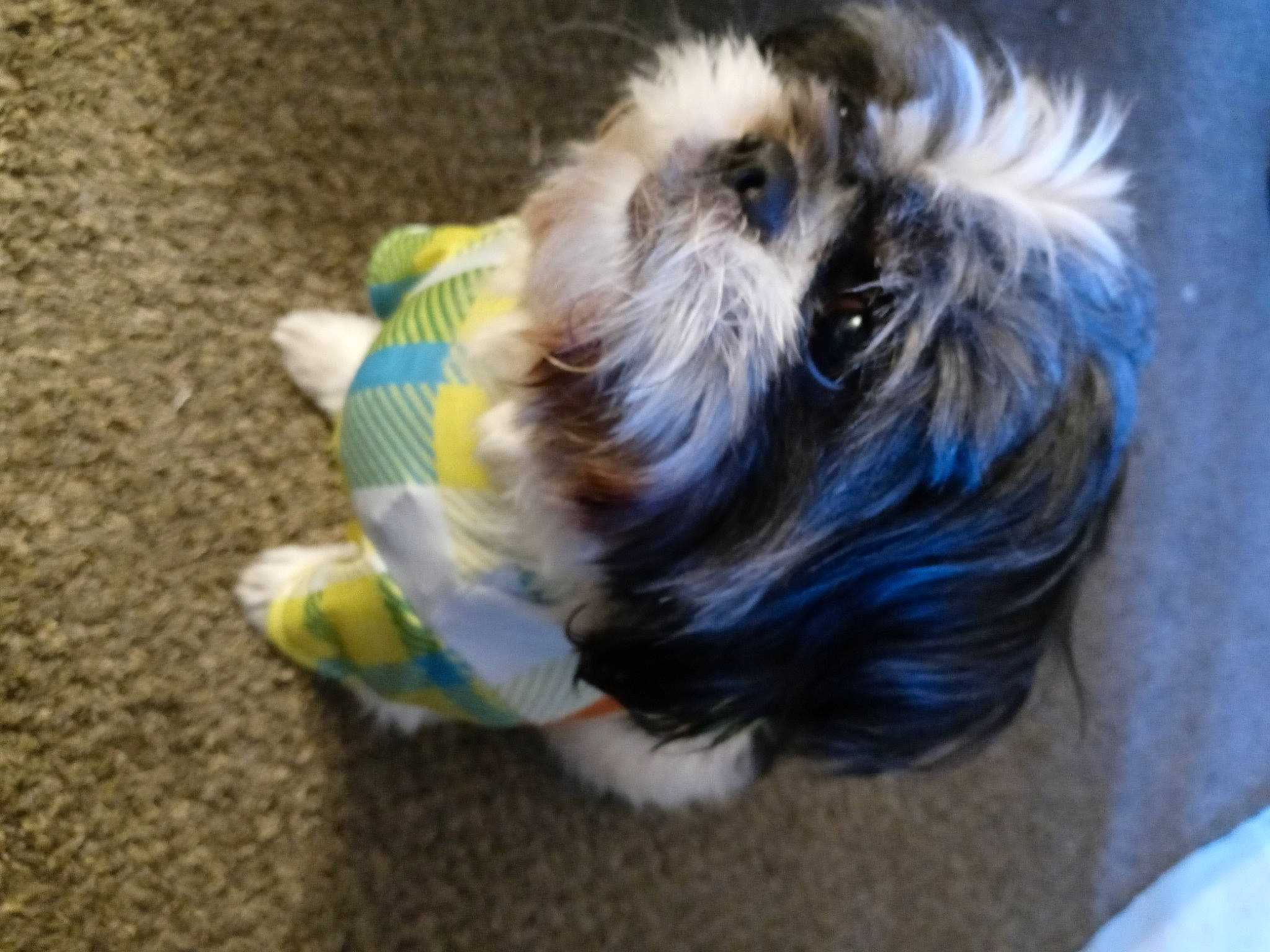 Mr. Pickles joined the competition — help win amazing prizes! canidae, carnivore, companion_dog, dog, dog_breed, dog_clothes, dog_supply, fawn, flooring, fur, liver, pet_supply, shih_tzu, small_terrier, snout, sporting_group, terrier, toy_dog, whiskers, working_animal