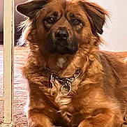 Ellie is registered to the contest to win money with this photo: dog, brown_dog, indoor, pet, canine, collar, chain_collar, fur, animal, lying_down, portrait, looking_at_camera, ears, tag, floor, household, calm, companionship, mammal, domestic_animal