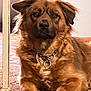 dog, brown_dog, indoor, pet, canine, collar, chain_collar, fur, animal, lying_down, portrait, looking_at_camera, ears, tag, floor, household, calm, companionship, mammal, domestic_animal