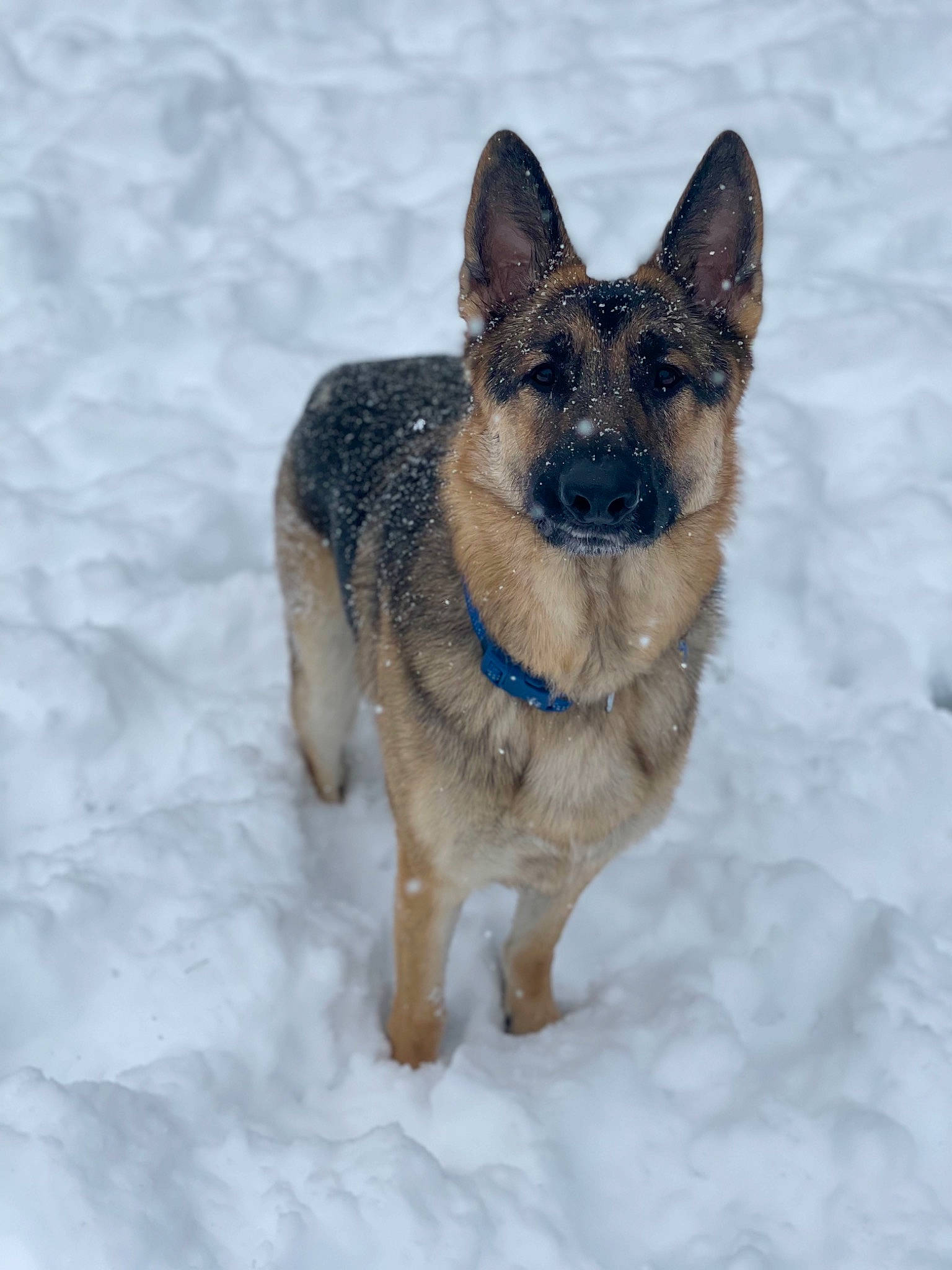 Waylon is registered to the contest to win money with this photo: canidae, carnivore, collar, companion_dog, dog, dog_breed, fawn, foot, freezing, fur, german_shepherd_dog, king_shepherd, snout, snow, sporting_group, terrestrial_animal, tree, winter, working_animal, working_dog