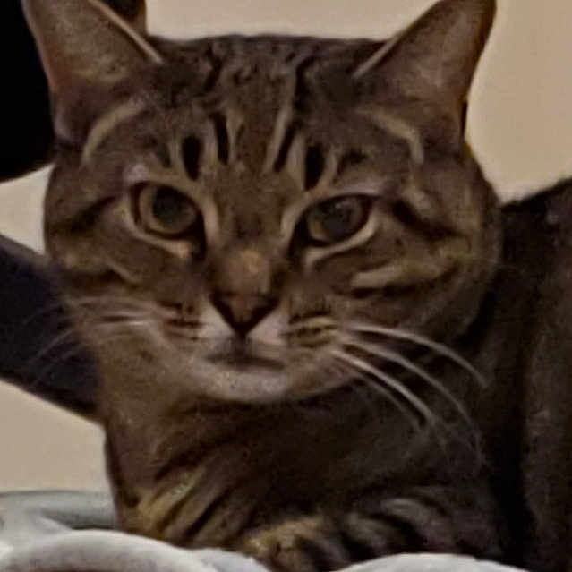 Armani