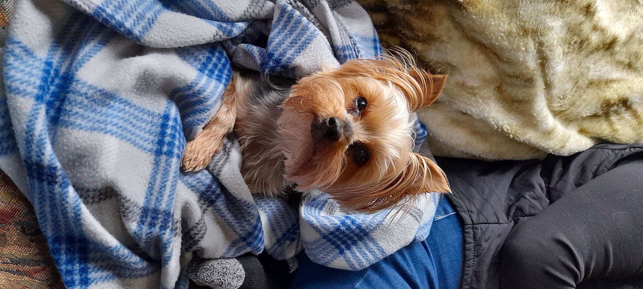 Levi is registered to the contest to win money with this photo: canidae, carnivore, comfort, companion_dog, dog, dog_breed, dog_clothes, dog_supply, fawn, fur, liver, puppy_love, small_terrier, snout, sporting_group, sunglasses, terrier, toy_dog, working_animal, yorkshire_terrier