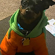 Digger joined the competition — help win amazing prizes! animal, black_dog, carpet, collar, cozy, curious, cute, dog, floor, green_clothing, hoodie, indoor, looking_up, orange_clothing, papers, pet, portrait, sitting, small_dog, tags