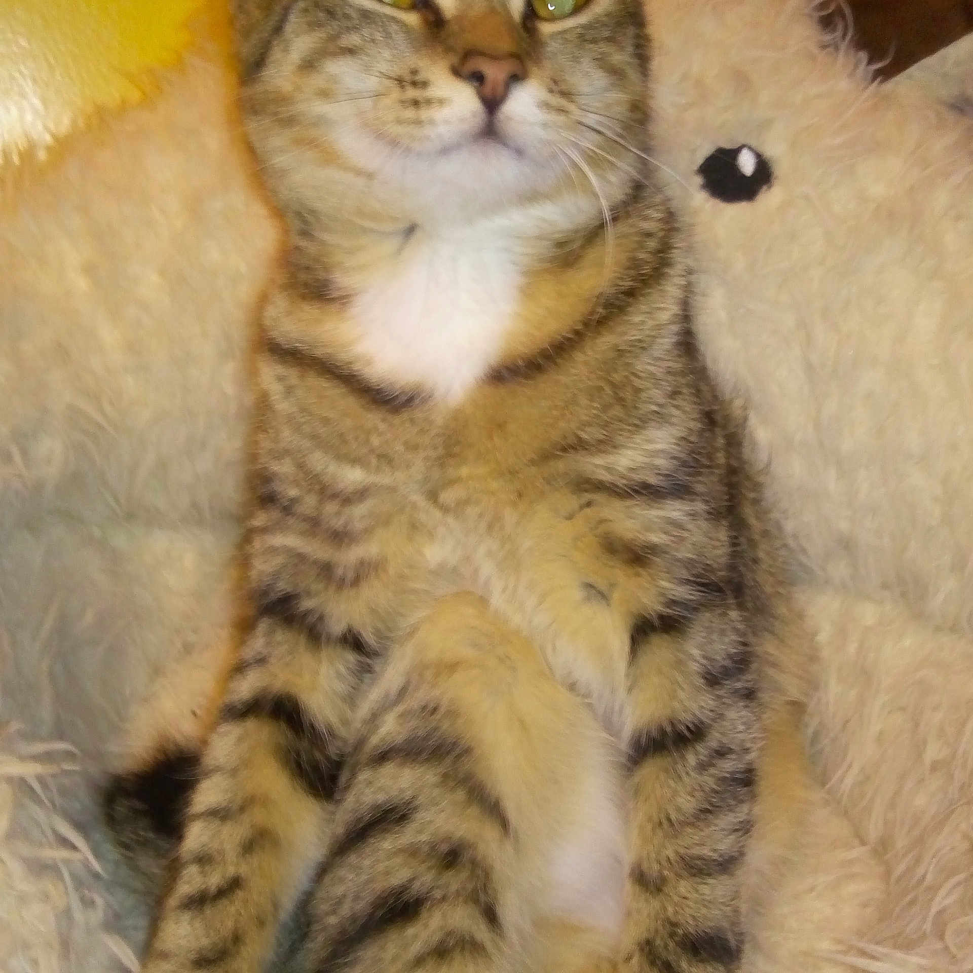 Clochette