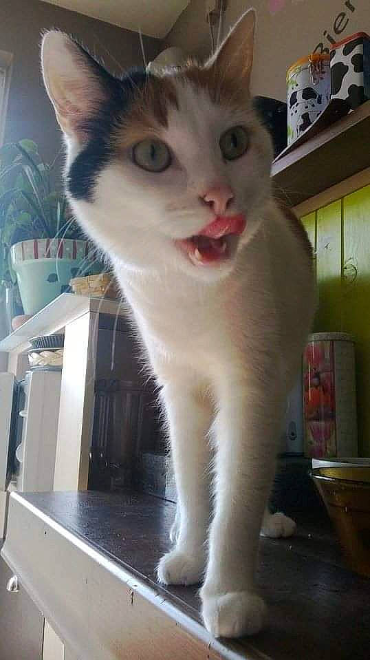 Julie participe au concours pour gagner de l'argent avec cette photo : carnivore, cat, domestic_short_haired_cat, fawn, felidae, fur, mammal, paw, small_to_medium_sized_cats, snout, tail, whiskers