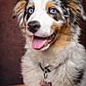 dog, australian_shepherd, blue_eyes, tongue_out, happy, fluffy_fur, collar, pet, portrait, animal, canine, close_up, indoor, brown_background, cute, friendly, domestic_animal, mammal, fur, smiling