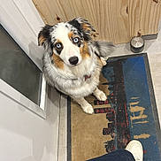 Veyra participe au concours pour gagner de l'argent avec cette photo : dog, blue_eyes, indoor, rug, wooden_panel, door, person, shoe, floor, curious, looking_up, fur, white, black, brown, tile_floor, casual_clothing, waiting, pet, companion