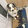 dog, blue_eyes, indoor, rug, wooden_panel, door, person, shoe, floor, curious, looking_up, fur, white, black, brown, tile_floor, casual_clothing, waiting, pet, companion