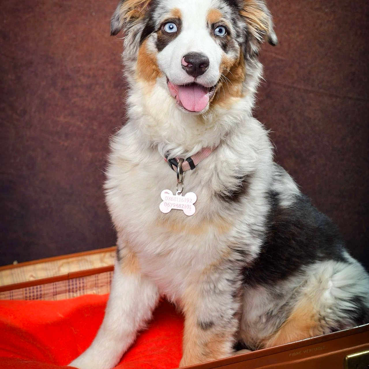 Veyra participe au concours pour gagner de l'argent avec cette photo : dog, puppy, australian_shepherd, blue_eyes, fur, sitting, collar, tag, suitcase, red_blanket, vintage, pet, animal, indoor, portrait, cute, happy, fluffy, canine, studio