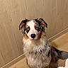 Veyra a rejoint le concours — aidez-le/la à gagner de superbes lots ! dog, australian_shepherd, blue_eyes, fluffy, sitting, wood_floor, wood_panel_wall, indoor, pet, animal, canine, fur, ears, nose, tail, looking, curious, calm, portrait, companion