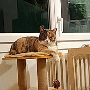 Nala participe au concours pour gagner de l'argent avec cette photo : cat, calico_cat, cat_tree, indoor, window, radiator, furniture, pet, relaxed, paw, wooden, home, domestic_animal, resting, cozy, animal, cute, mammal, living_room, household