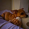 dog, pet, bed, pillow, plush_toy, resting, sleepy, indoor, cozy, brown_dog, fur, ears, snout, close_up, animal, companion, soft_light, home, relaxing, cute