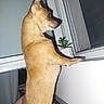 Kirua participe au concours pour gagner de l'argent avec cette photo : dog, pet, window, indoor, plant, potted_plant, curious, tan, standing, hind_legs, animal, looking_out, shadow, furniture, home, domestic, side_view, short_fur, small_dog, companion