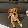 dog, small_dog, tan_dog, couch, sofa, chewing, treat, pet, indoor, cozy, blanket, fur, ears, paw, relaxed, cute, animal, companion, home, furniture