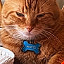 cat, orange_tabby, pet_tag, close_up, whiskers, fur, sleepy, indoor, domestic_cat, blue_tag, collar, relaxed, animal, face, cute, feline, resting, household, orange, tabby