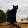 animal, background_blur, black_cat, cat, collar, daylight, ears, feline, fur, looking_away, nature, outdoor, pet, portrait, sitting, sky, suburban, tail, whiskers, wooden_fence