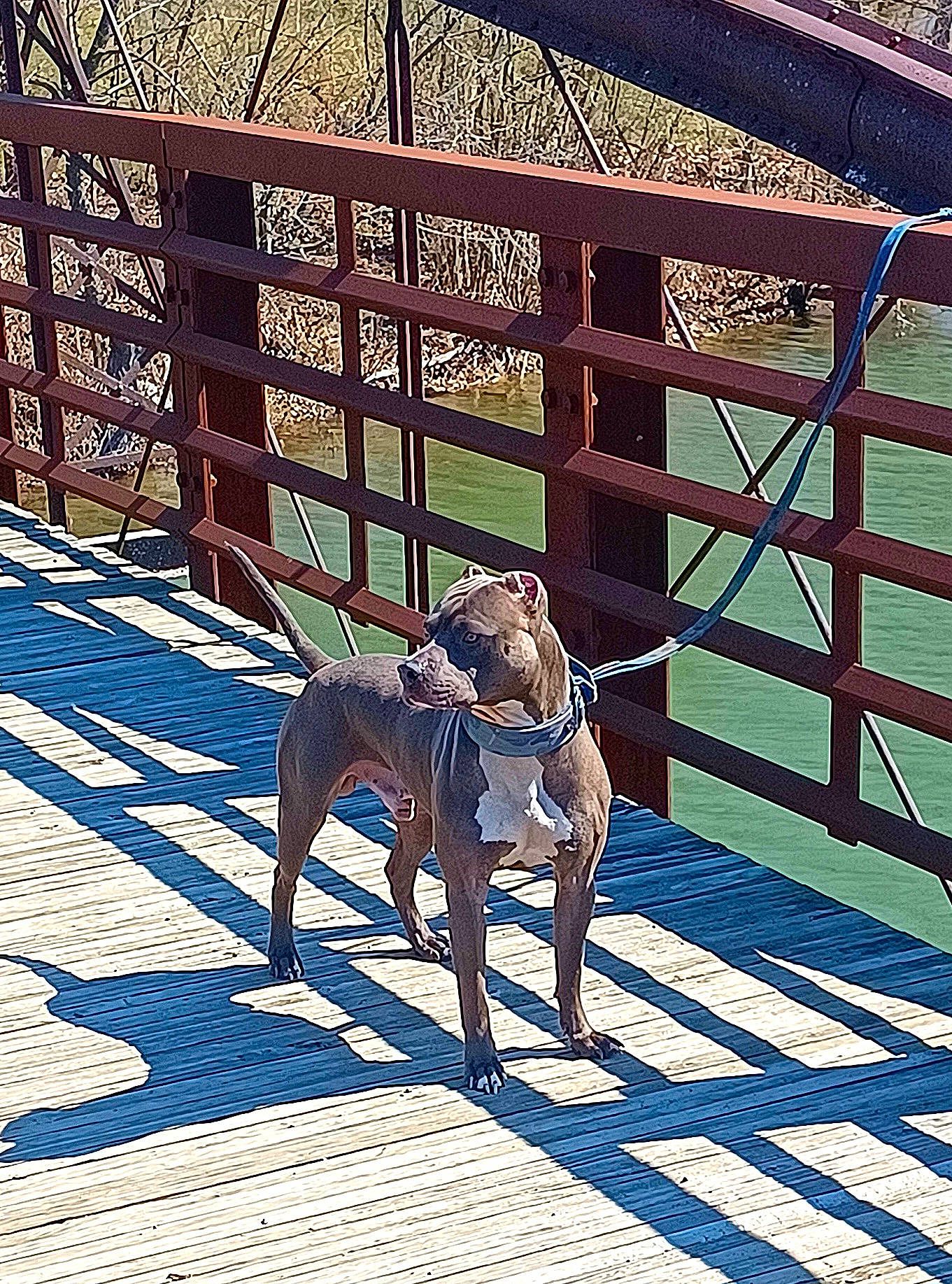 Axel is registered to the contest to win money with this photo: canidae, carnivore, companion_dog, dog, dog_breed, dog_supply, fawn, fence, flooring, leisure, liver, mammal, metal, pet_supply, rectangle, shade, sporting_group, tints_and_shades, wood, working_animal