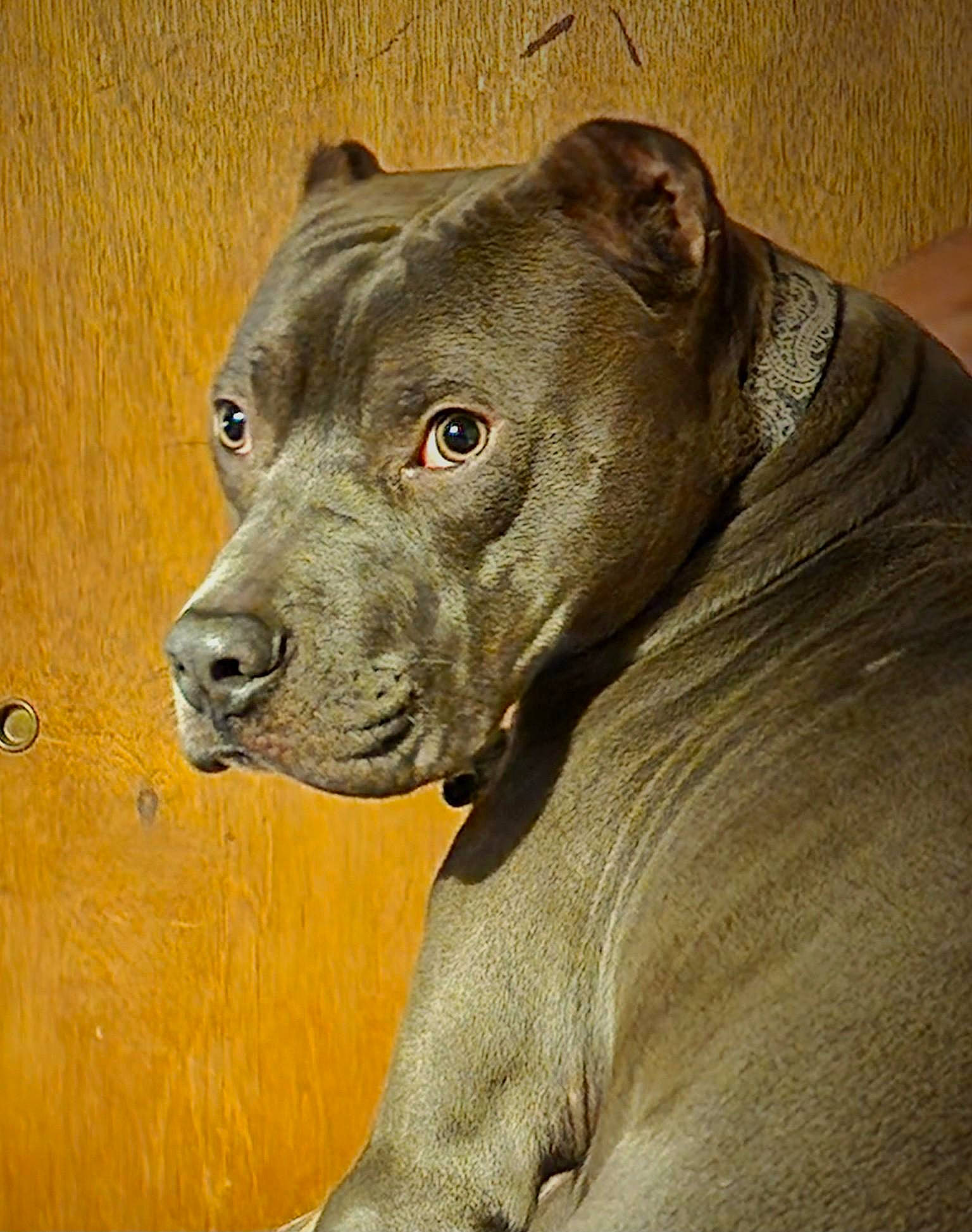 Axel is registered to the contest to win money with this photo: ancient_dog_breeds, canidae, carnivore, companion_dog, dog, dog_breed, dog_collar, ear, fawn, liver, molosser, non_sporting_group, snout, sporting_group, terrestrial_animal, whiskers, window, working_animal, working_dog, wrinkle