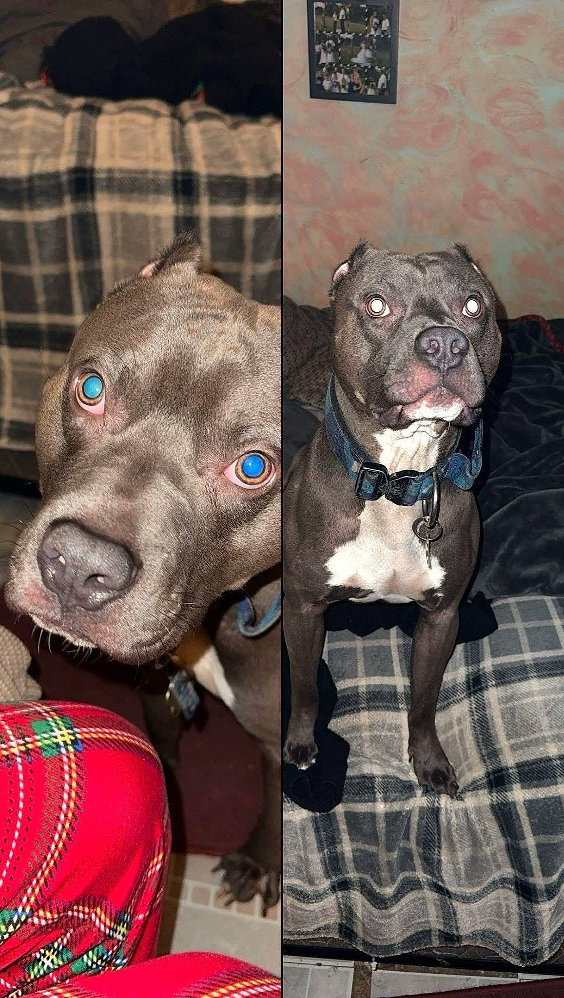 Axel is registered to the contest to win money with this photo: canidae, carnivore, collar, companion_dog, dog, dog_breed, dog_collar, dog_supply, fawn, liver, pattern, pet_supply, plaid, pug, snout, sporting_group, tartan, toy_dog, whiskers, working_animal