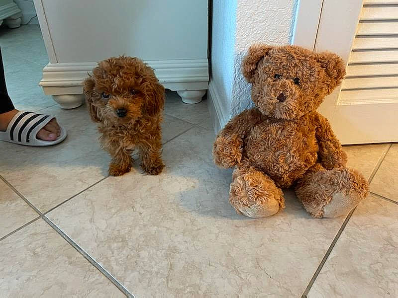 Angelina is registered to the contest to win money with this photo: brown, carnivore, companion_dog, dog, dog_breed, flooring, foot, fur, human_leg, plush, poodle, stuffed_toy, teddy_bear, terrier, toy, toy_dog, water_dog, window_blind, working_animal, yorkipoo